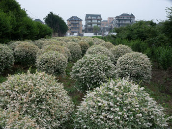 Trees growing in park