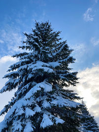 Low angle view of pine tree against sky