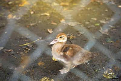 One little duckling close up. domestic animal. household. selective focus