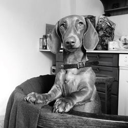 Portrait of dog on sofa at home