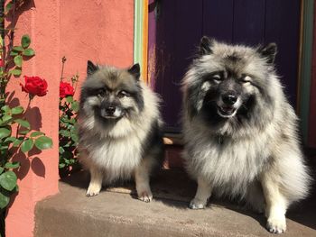 Portrait of dogs outside house