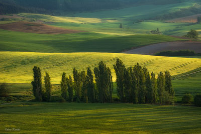 Scenic view of agricultural field