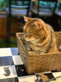 Cat looking away while sitting on table