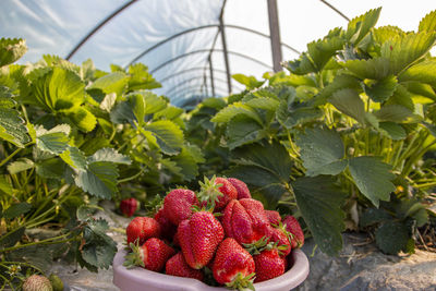 Ripe strawberries from green bushes. concept of picking strawberries from the ground in greenhouse