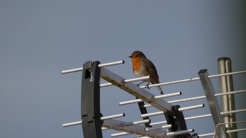 Low angle view of bird perching on railing