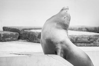 Close-up of sea lion