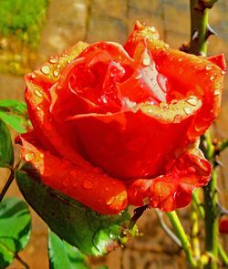 Close-up of red rose