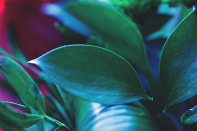 Close-up of green plant