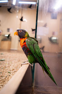 pet