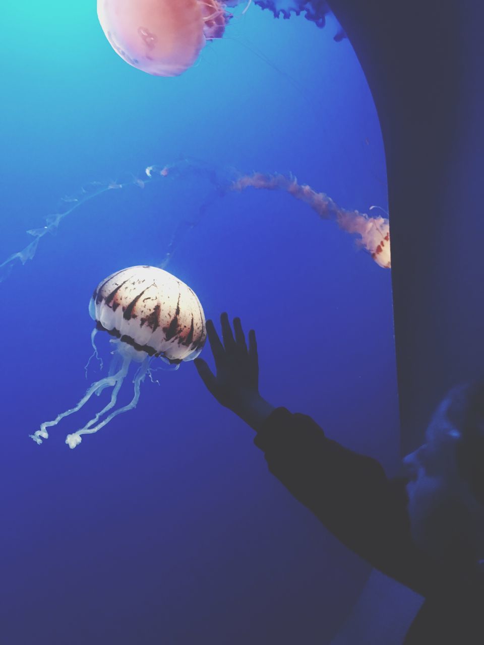 sea life, swimming, animal themes, water, underwater, animals in the wild, one animal, jellyfish, animal wildlife, animals in captivity, aquarium, nature, blue, floating in water, real people, beauty in nature, close-up, indoors, undersea, day, mammal