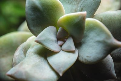 Close-up of succulent plant