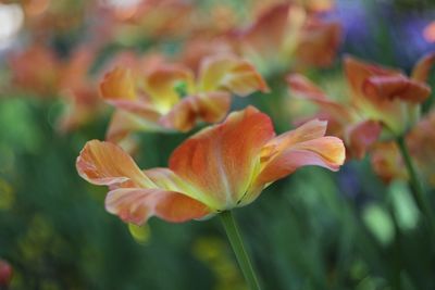 Close-up of orange flowering plant