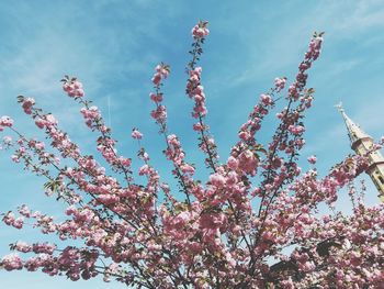 Low angle view of cherry blossoms against sky