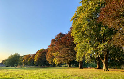 Trees growing on field against sky during autumn