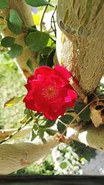 Close-up of red bougainvillea blooming outdoors