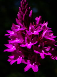 Close-up of pink flowers