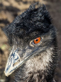 Close-up portrait of owl