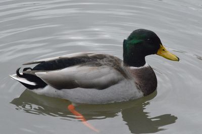 Duck swimming on lake