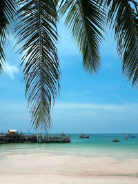 Palm trees on beach