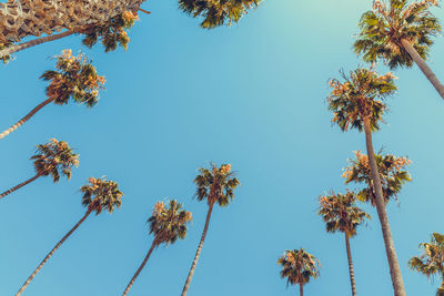 Low angle view of trees against clear blue sky