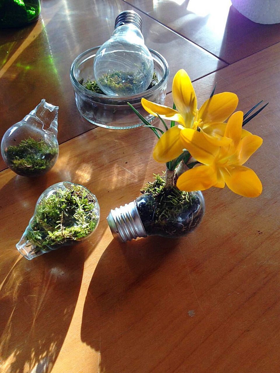 flower, table, indoors, freshness, vase, potted plant, high angle view, wood - material, still life, yellow, plant, fragility, decoration, petal, home interior, no people, growth, flower pot, flower arrangement, leaf