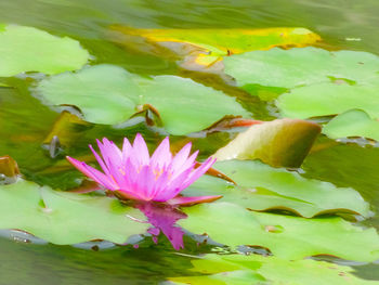 Close-up of lotus water lily in pond