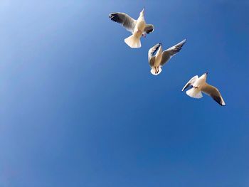 Low angle view of seagulls flying