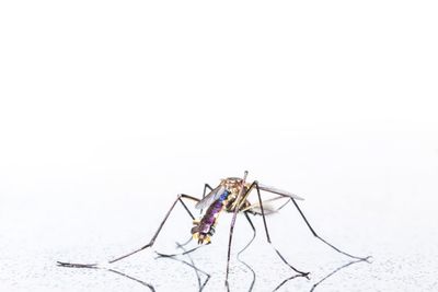 Close-up of insect over white background