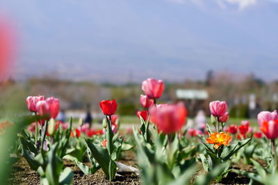 Close-up of pink tulips