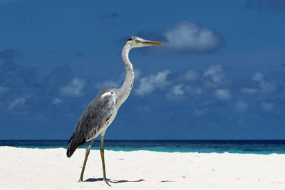 Side view of grey heron at beach against sky