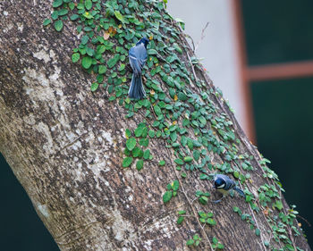 Close-up of lizard on tree trunk