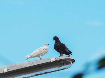 Low angle view of birds perching on roof against clear sky