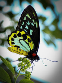 Close-up of butterfly perching on leaf
