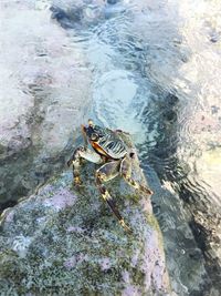 High angle view of snake on rock