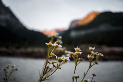 Close-up of flowering plant against sky