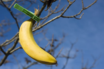 Low angle view of banana on bare tree