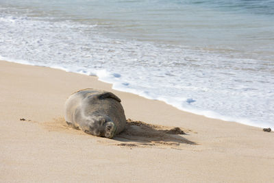 Hawaiian monk seal lounging on a beach on oahu