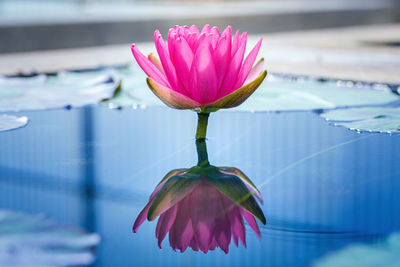 Beautiful white pink lotus with yellow pollen on surface of pond