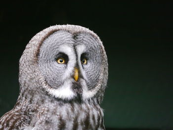 Close-up portrait of owl