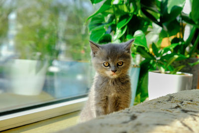 Close-up of a gray cute russian kitten sits on the sunny window sill and looks at the camera