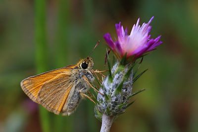 Close-up of butterfly pollinating on purple flower