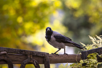 Close-up of bird perching on a railing