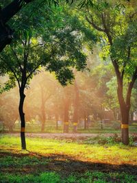 Trees in park