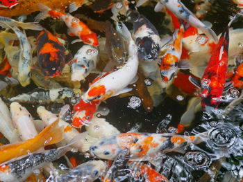 Colorful carp or koi fish for decoration are swimming in the pond