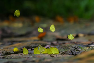 Group of small yellow butterflies name tree yellow flying and landing on ground in the forest.