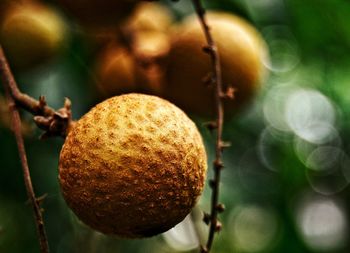 Close-up of fruit growing on tree