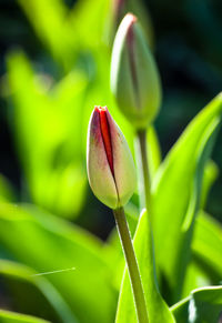 Close-up of flower bud growing outdoors