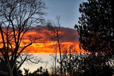 Silhouette trees against sky during sunset