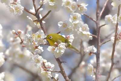 Close-up of a cherry blossom on a tree