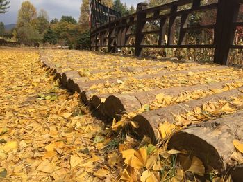 Fallen leaves on field